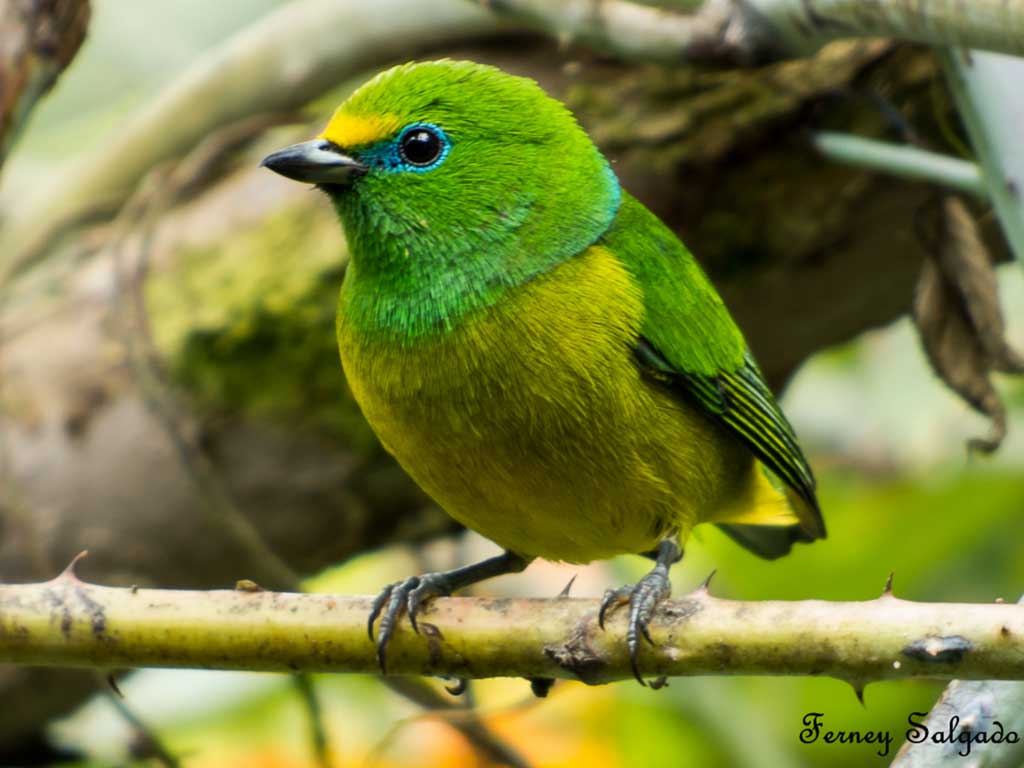 Avistamiento de aves