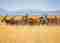Tanzania y Kenia inolvidables