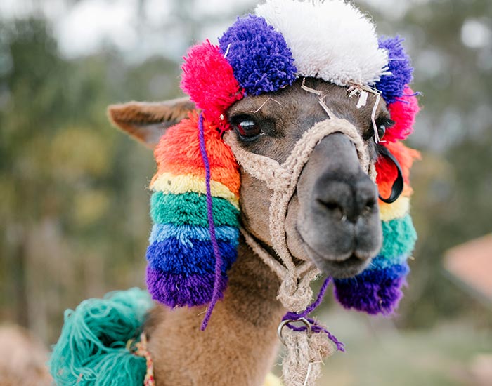 Lima y Cusco económico