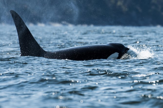Canadá Ballenas Canadá Ballenas