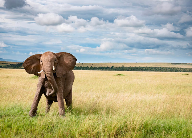Kenia en Esencia Kenia en Esencia
