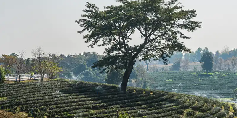 CHIANG RAI
