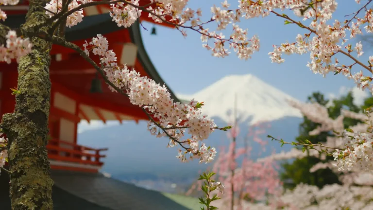 Vive los Cerezos en Japón 2027 con China y Doha